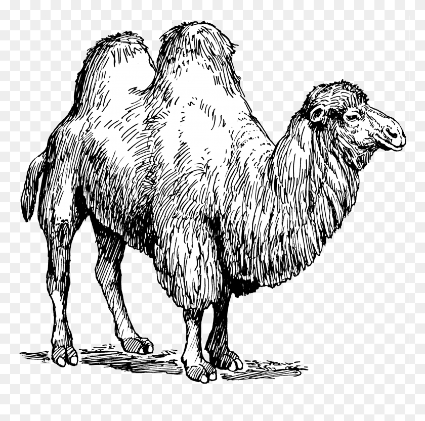 2885x2861 Camel Transparent Bactrian Camel Clipart, Mammal, Animal, Chicken HD PNG Download