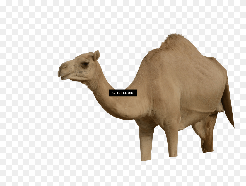 2967x2181 Camel Transparent Psd Arabian Camel, Mammal, Animal HD PNG Download