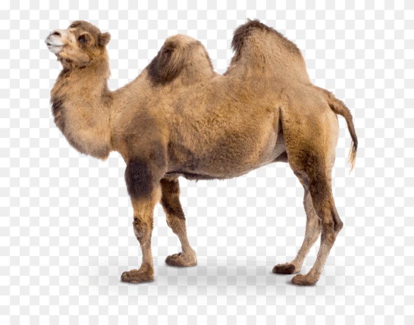 663x600 Camel Transparent Two Camel, Lion, Wildlife, Mammal HD PNG Download