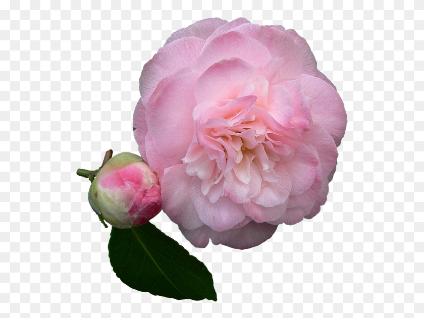 543x570 Camelia Flor Ptalos De Rosa Plena Floracin Цветок Камелии На Прозрачном Фоне, Растение, Роза, Цветение Hd Png Скачать
