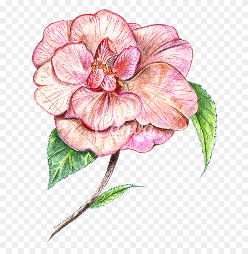 640x800 Camellia Flower Drawing Drawing, Plant, Blossom, Hibiscus HD PNG Download