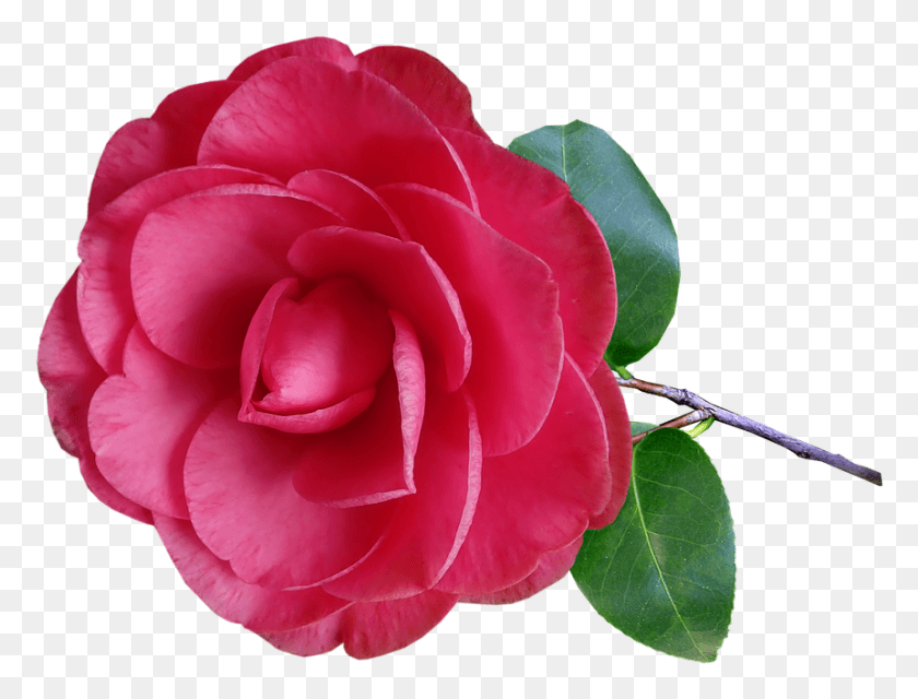 862x642 Camellia Flower Stem Pink Garden Nature Camellia, Rose, Plant, Blossom HD PNG Download
