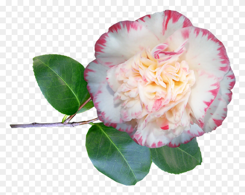 902x705 Цветок Камелии Стебель Весеннего Цветения Сад Природа Роза Сентифолия, Растение, Цветение, Гвоздика Hd Png Скачать