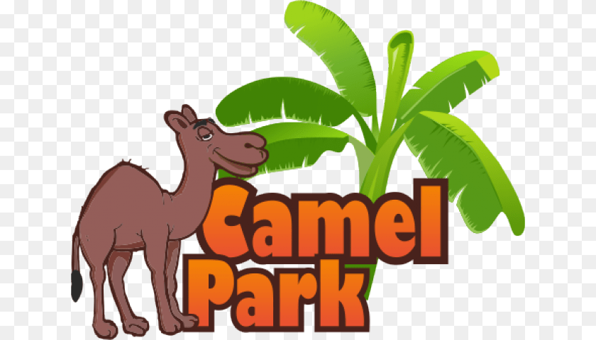 640x480 Camels Camel Ride, Animal, Zoo, Mammal Clipart PNG