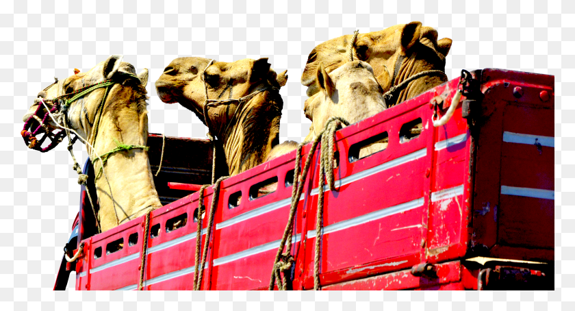 5126x2590 Camels Truck Heads Red Transport 1601420 Arabian Camel HD PNG Download