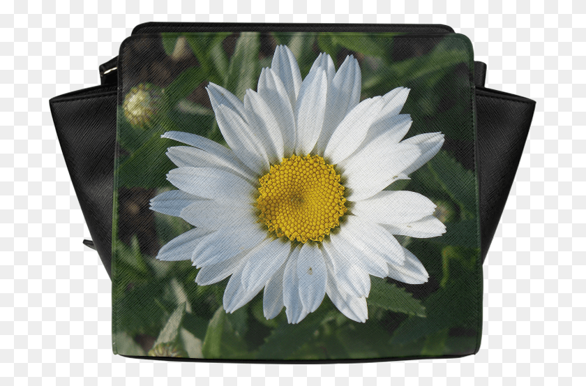 701x493 Camomile, Plant, Flower, Blossom HD PNG Download