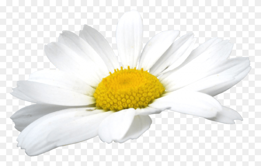 1200x731 Camomile Flowers Chamomile Flower, Plant, Daisy, Daisies HD PNG Download