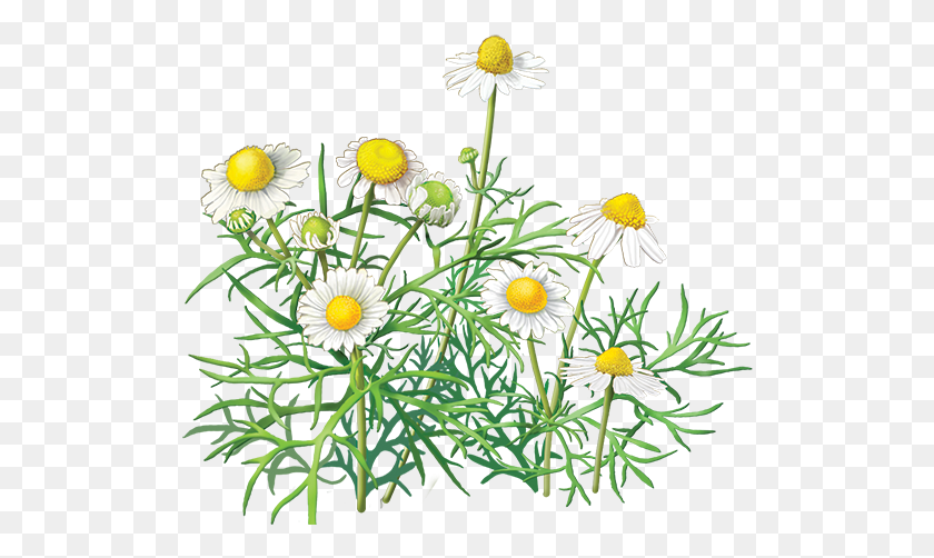 514x442 Camomile Image Free Flower Picture Chamomile Clipart, Plant, Daisy, Aster HD PNG Download