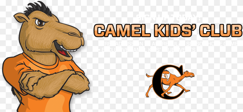 1077x499 Campbell Fighting Camels And Lady Camels Adult, Female, Person, Woman PNG
