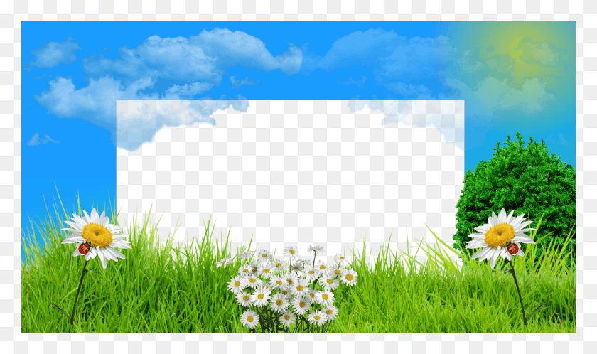 1600x900 Campo De Flores Camomile, Grass, Plant, Outdoors HD PNG Download