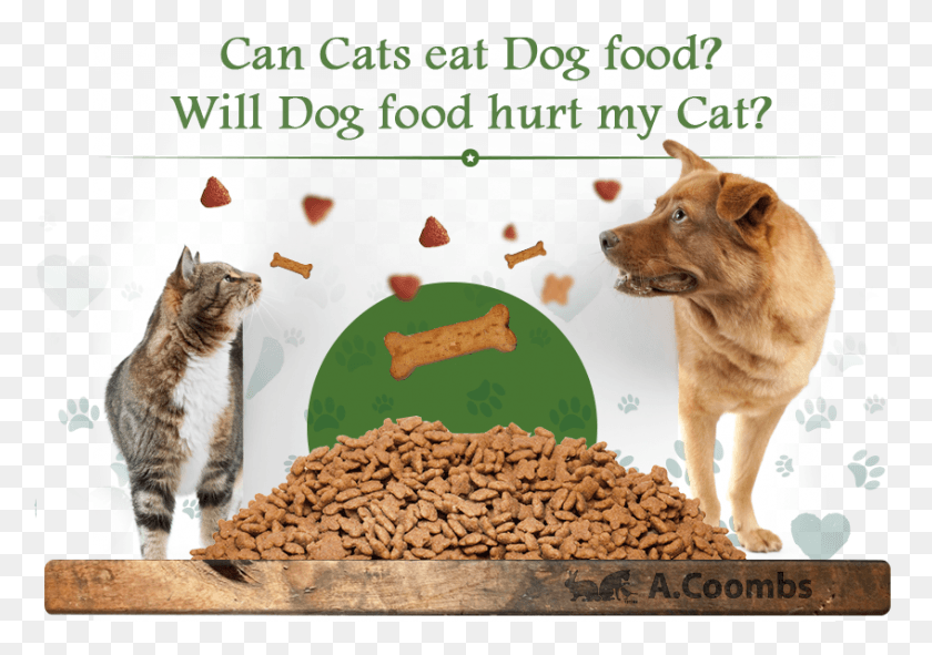 847x577 ¿Pueden Los Gatos Comer Comida Para Perros La Comida Para Perros Dañarán A Mi Gato Perro Gato Hd Png