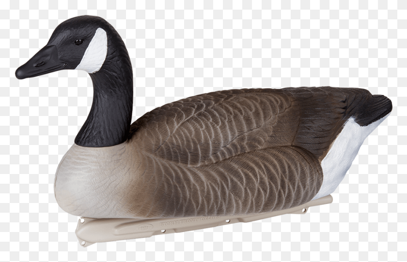 901x557 Canada Goose, Bird, Animal, Rug HD PNG Download