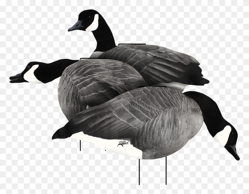 1065x814 Canada Goose Head Transparent, Bird, Animal, Person HD PNG Download