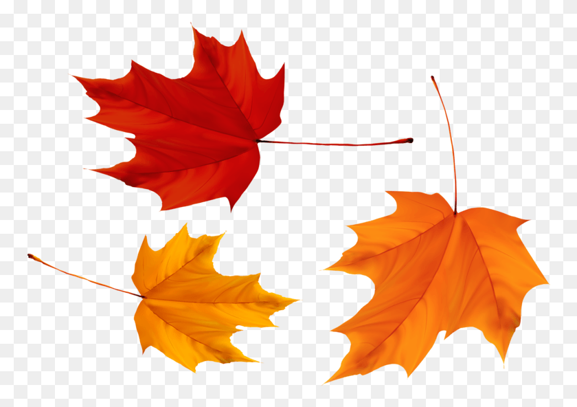 764x532 Canada Immigration Canada Leaves, Leaf, Plant, Tree HD PNG Download
