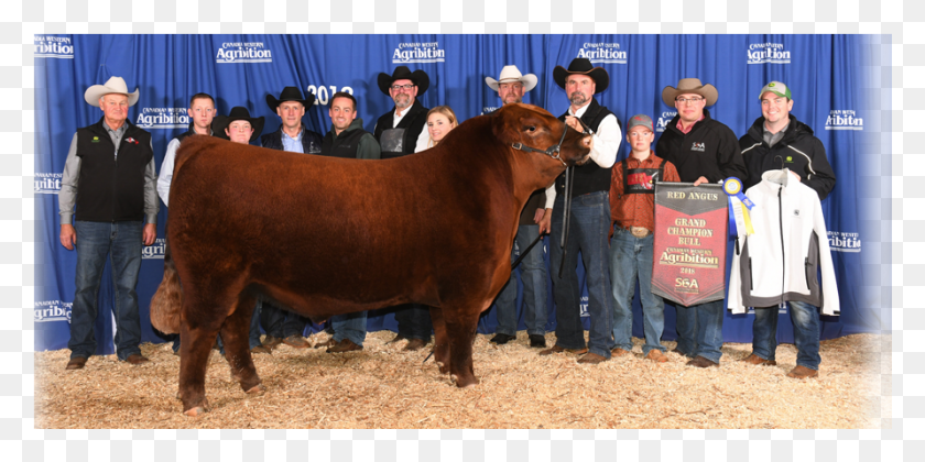 891x412 Canadian Angus Association National Champions Bull, Mammal, Animal, Cow HD PNG Download