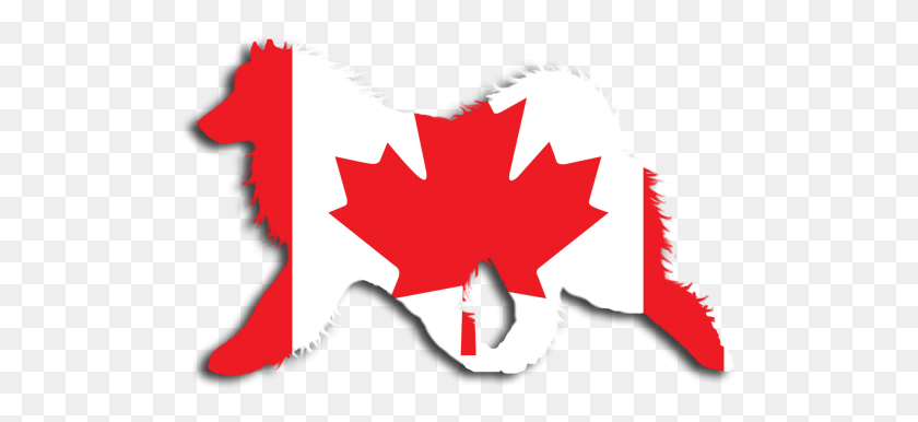 509x326 Canadian Flag Sammy Window Decal Montreal Canada Flag, Leaf, Plant, Tree HD PNG Download