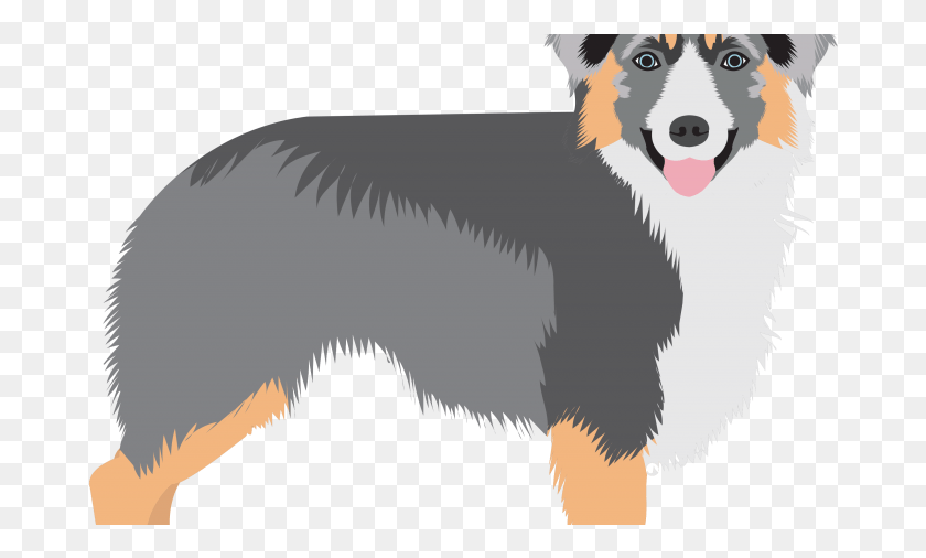 681x446 Canadian Kennel Club Reveals Surprise Addition To Canada39s Shetland Sheepdog, Bird, Animal, Pet HD PNG Download