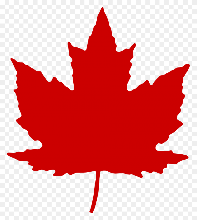 910x1023 Canadian Maple Leaf, Leaf, Plant, Tree HD PNG Download