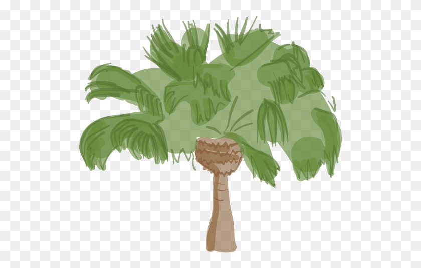 526x474 Canary Island Date Palm Illustration, Plant, Palm Tree, Tree HD PNG Download