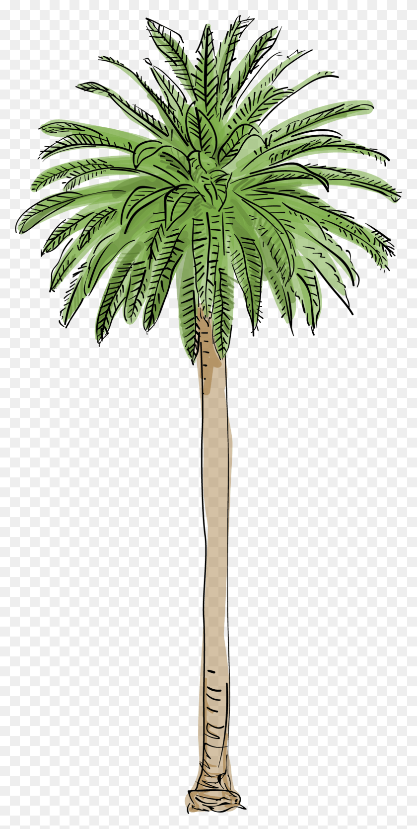 1137x2343 Canary Island Date Palm Los Angeles Palm Tree, Plant, Leaf, Tree HD PNG Download