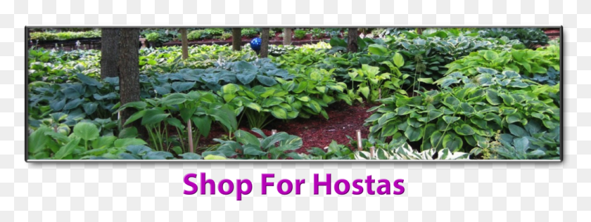 1041x342 Cancel Botanical Garden, Outdoors, Plant, Vegetation HD PNG Download