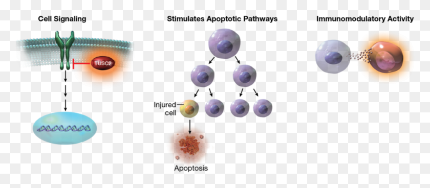 966x382 Cancer Cells Re Establishes Pathways For Programmed Circle, Bubble, Sphere HD PNG Download