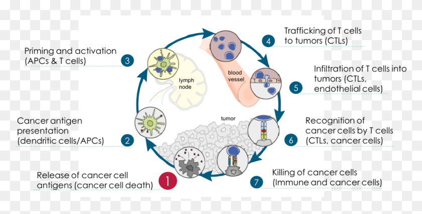 949x446 Cancer Immunity Cycle L Immunothrapie Contre Le Cancer, Diagram, Text, Plot HD PNG Download