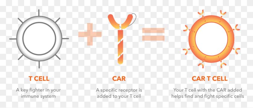 1569x607 Cancer Immunotherapy And Car T Cell Therapy Car T Cell, Lamp, Text, Symbol HD PNG Download