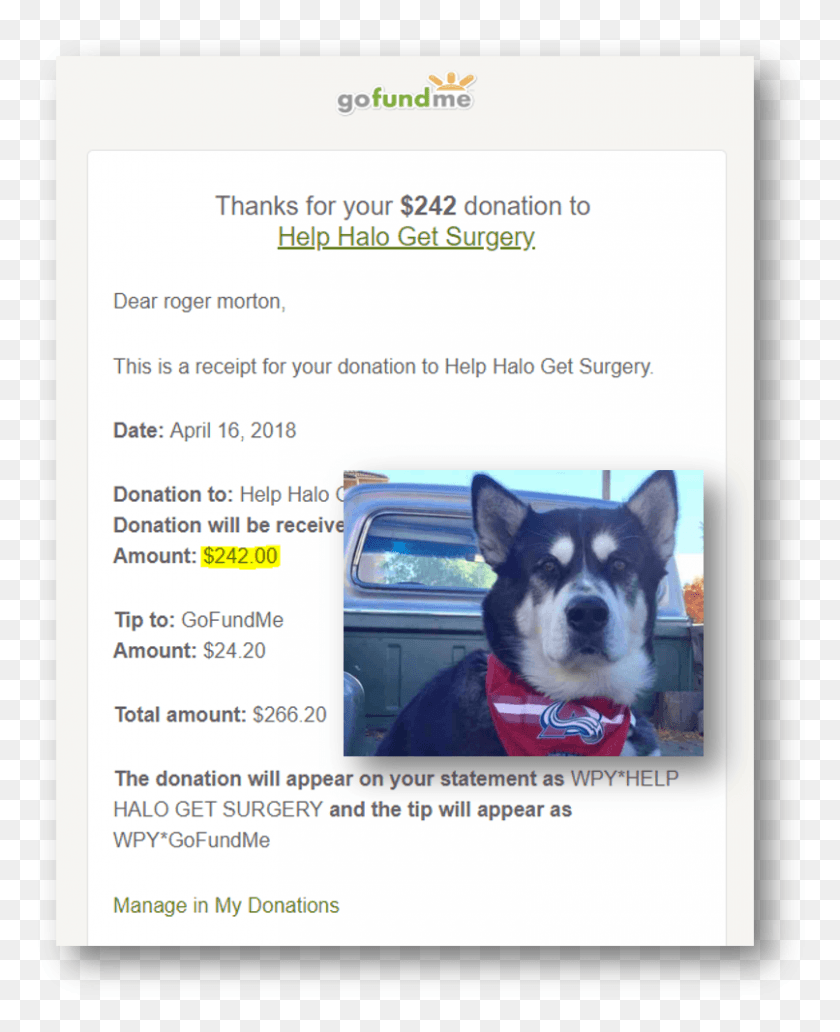 806x1005 Cancer Surgery At Csuvethospital For Beloved Huskie Gofundme, Text, Dog, Pet HD PNG Download
