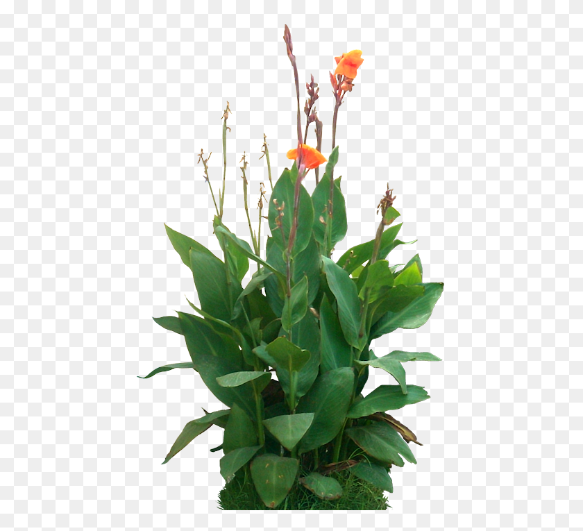 445x705 Canna Indica Canna, Plant, Flower, Blossom HD PNG Download