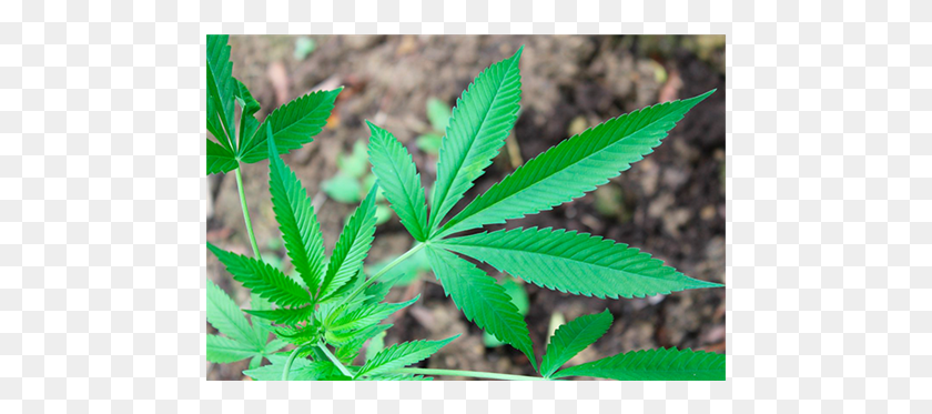 471x313 Cannabis, Plant, Leaf, Weed HD PNG Download