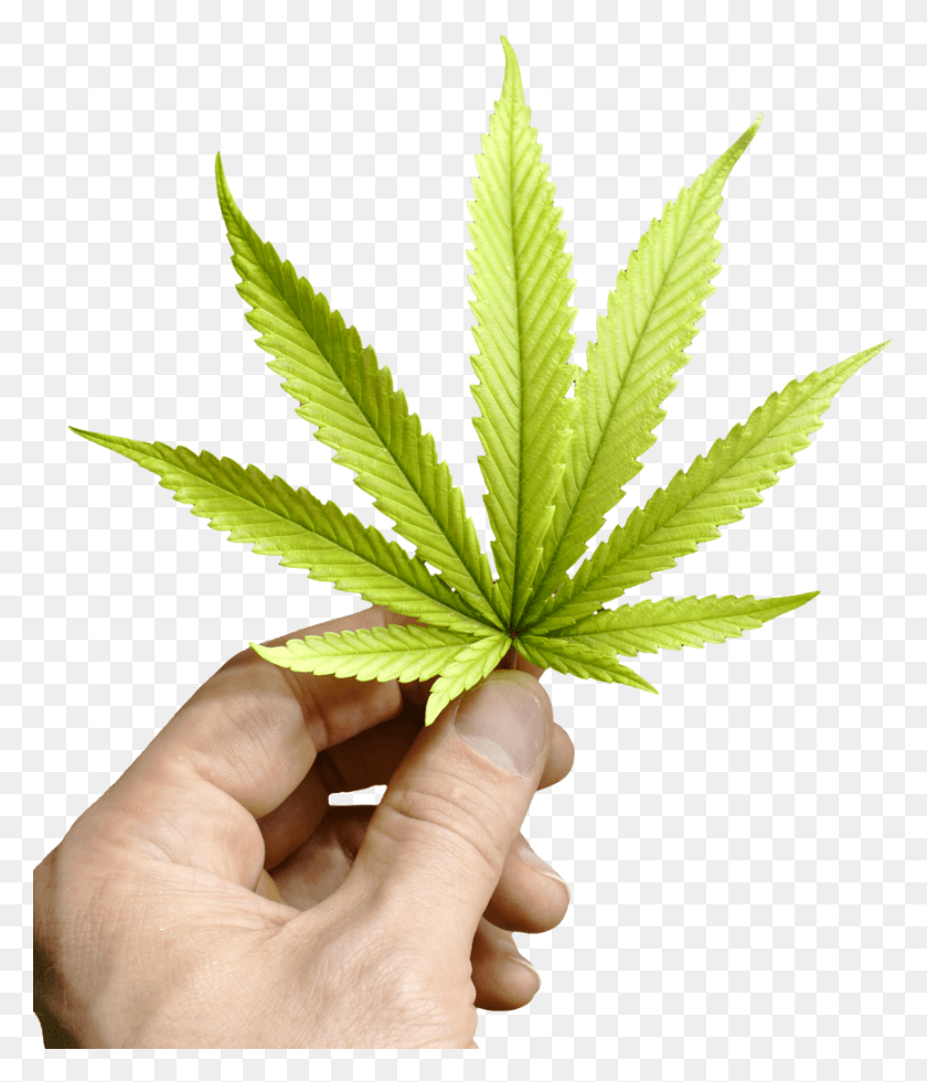 867x1024 El Cannabis Carreras El Cannabis, Planta, Persona, Humano Hd Png