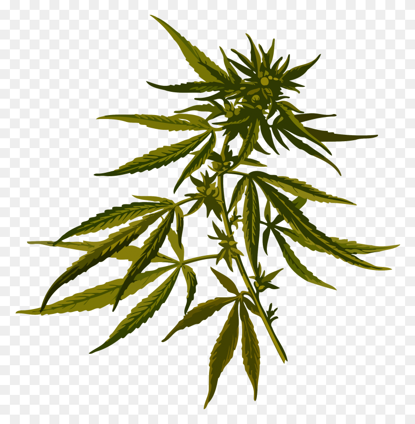 2341x2400 Cannabis Clip Art Illustrations Pictures Cannabis Sativa, Plant, Hemp, Weed HD PNG Download