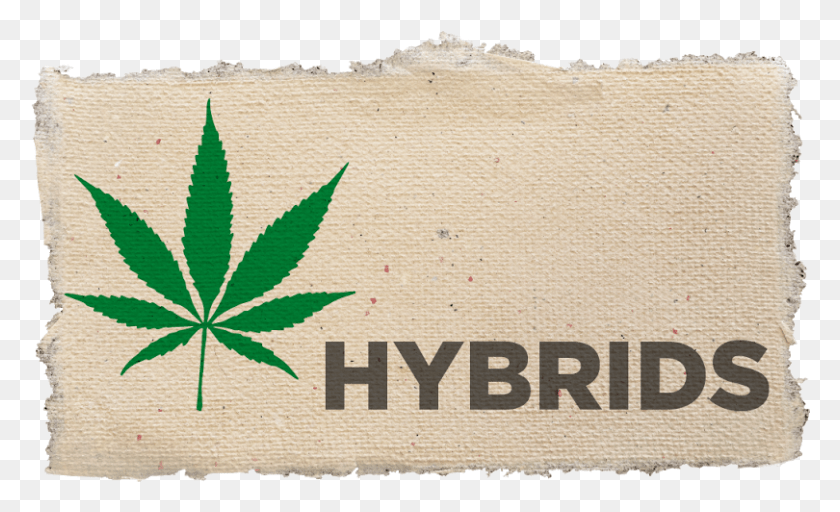 810x470 Descargar Png Cannabis Hybrid Label Hoja De Cannabis, Alfombra, Almohada, Cojín Hd Png