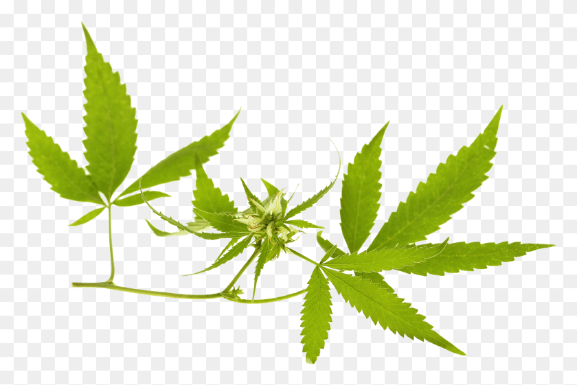 2273x1461 Cannabis Icon Weed Banner, Leaf, Plant, Hemp HD PNG Download