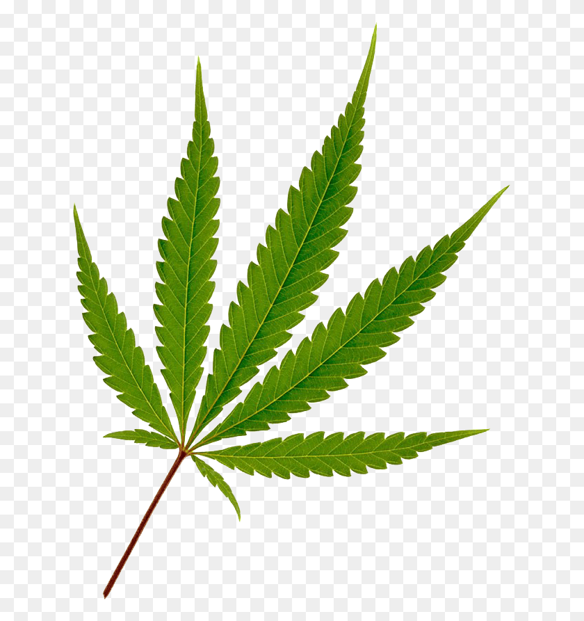 632x833 La Hoja De Cannabis Hoja De Marihuana, Planta, Cáñamo, Hierba Hd Png