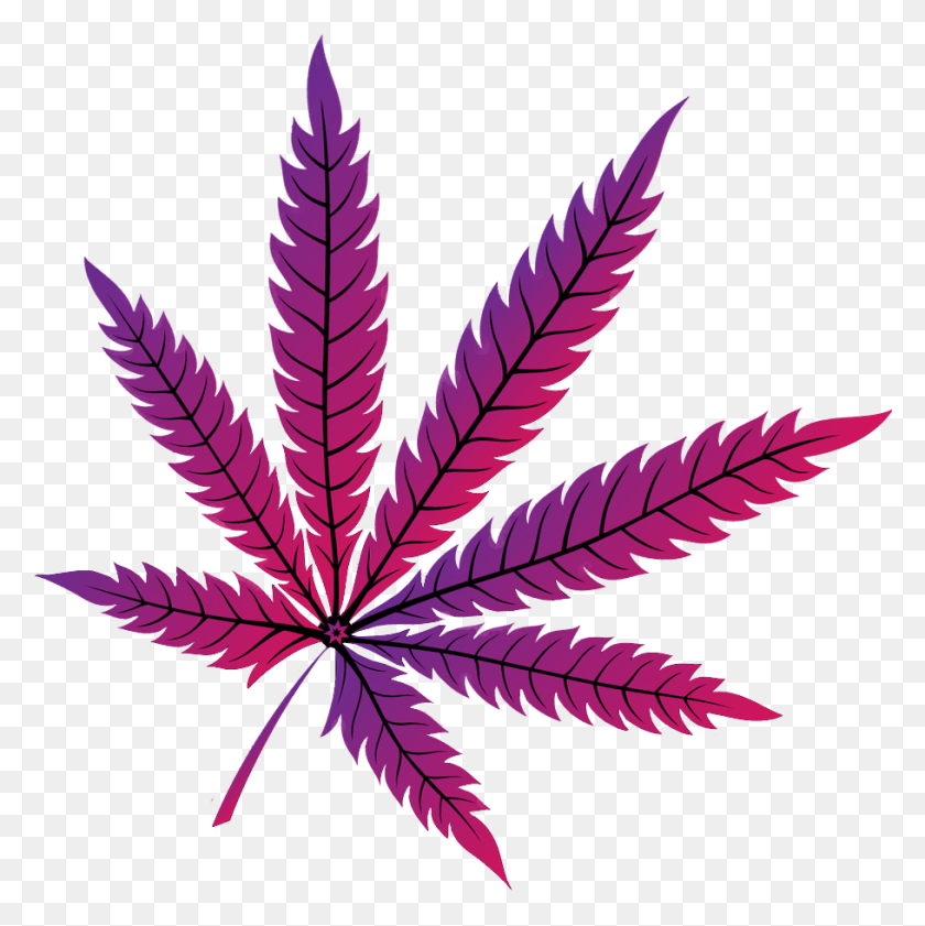 910x912 La Comercialización De Cannabis Hoja De Marihuana, Planta, Púrpura, Árbol Hd Png