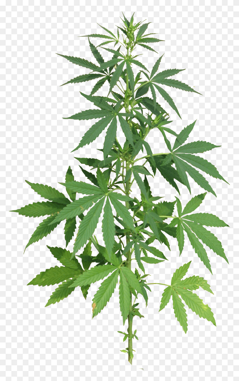 1178x1926 Descargar Png Planta De Cannabis Planta De Cannabis Completa, Cáñamo, Hierba Hd Png