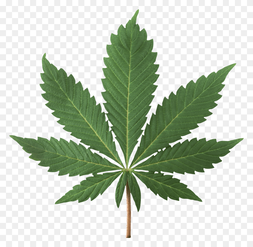 1946x1898 Cannabis Plant Image High Resolution Marijuana Leaf, Hemp, Weed HD PNG Download