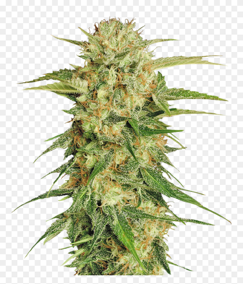 762x923 Cannabis Sativa Seed Plant, Weed, Hemp, Bud HD PNG Download