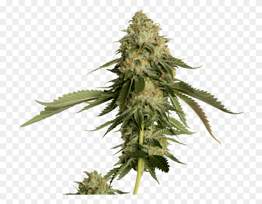 731x595 Cannabis Transparent, Plant, Bird, Animal HD PNG Download