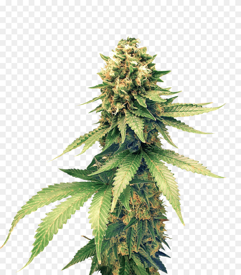 Cannabis Weed Plant Background, Hemp, Leaf Transparent PNG
