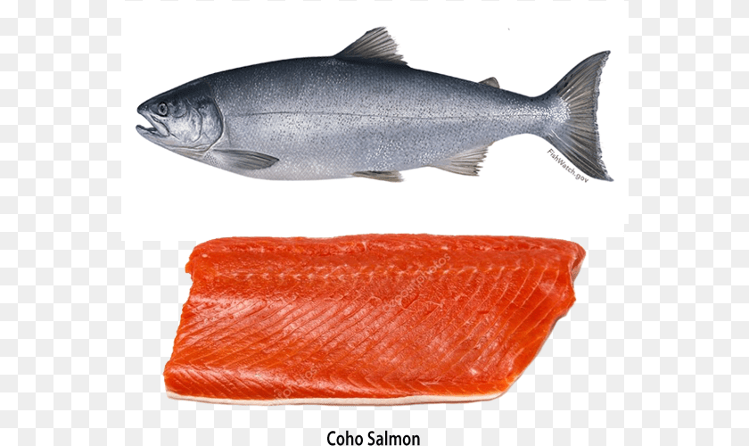 570x500 Canned Oregon Salmon Coho Salmon, Animal, Fish, Sea Life, Food Clipart PNG