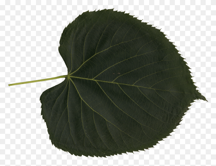 1201x901 Canoe Birch, Leaf, Plant, Veins HD PNG Download