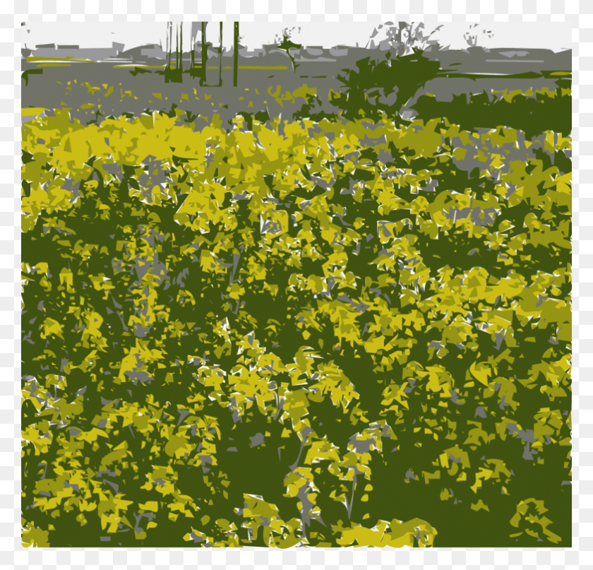 783x750 Canola Oil Rapeseed Field Mustard Alice39s Adventures Field, Grassland, Outdoors, Nature HD PNG Download