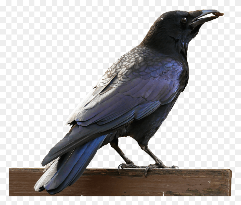 1019x854 Canvas Print Eat Bill Raven Bird Crow Bird Close Urraca Fondo Transparente, Animal, Blackbird, Agelaius HD PNG Download