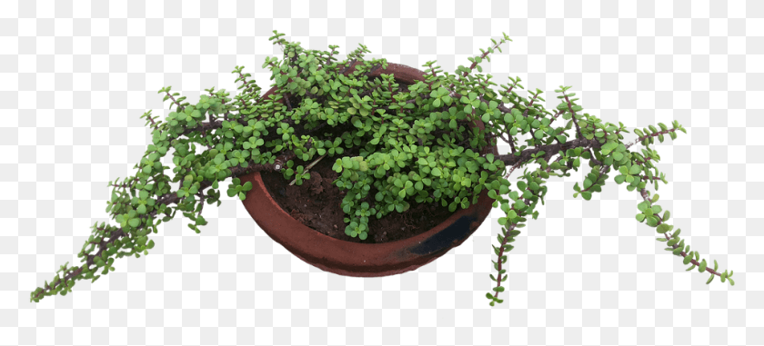 954x393 Canvas Print Green Plant Pot Season Growing Environment Sageretia Theezans, Potted Plant, Vase, Jar HD PNG Download
