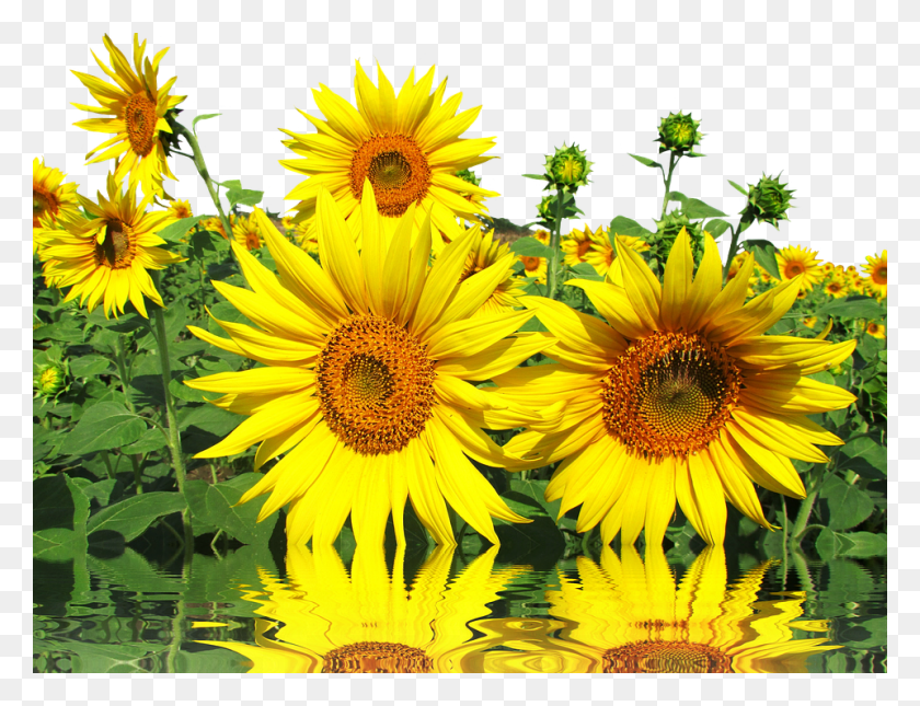 960x720 Canvas Print Late Summer Summer Sun Nature Sun Flower Sunflower, Plant, Blossom, Asteraceae HD PNG Download