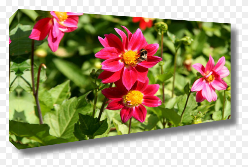 939x611 Canvas Sample Sample Jpg Image, Plant, Petal, Flower HD PNG Download