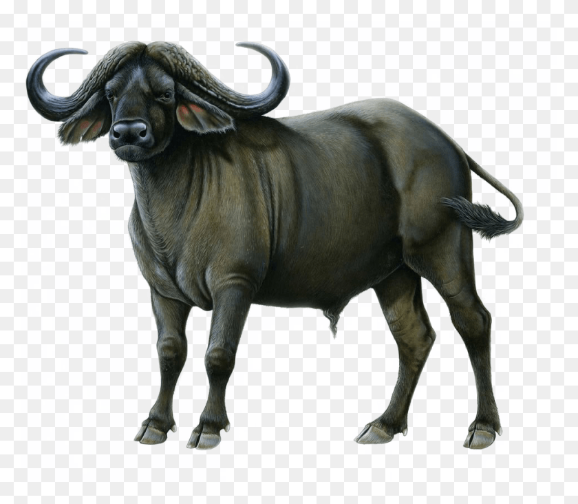 960x828 Cape Buffalo Image Bison Svg, Wildlife, Mammal, Animal HD PNG Download
